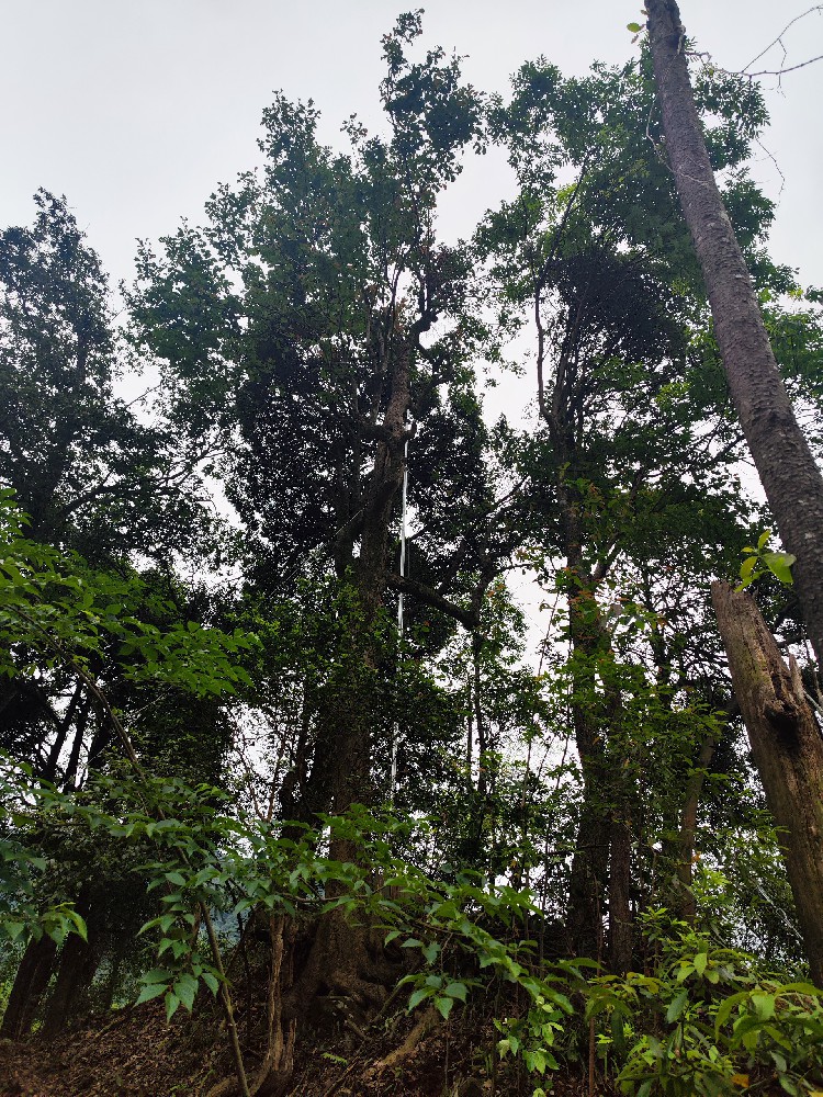 古樹防雷--守護綠色遺產，共筑防雷安···